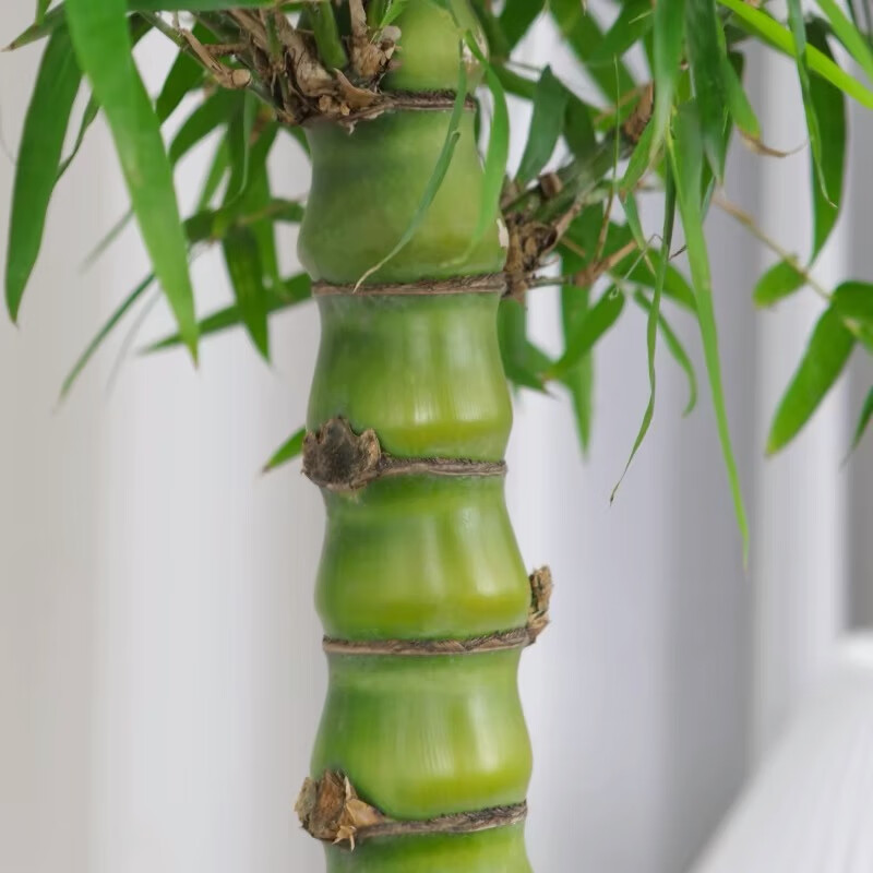 大型佛肚竹盆栽罗汉竹庭院观赏竹子阳台盆景办公室内植物客厅 精品佛肚竹高0.4-0.6m 紫砂盆A 不含盆