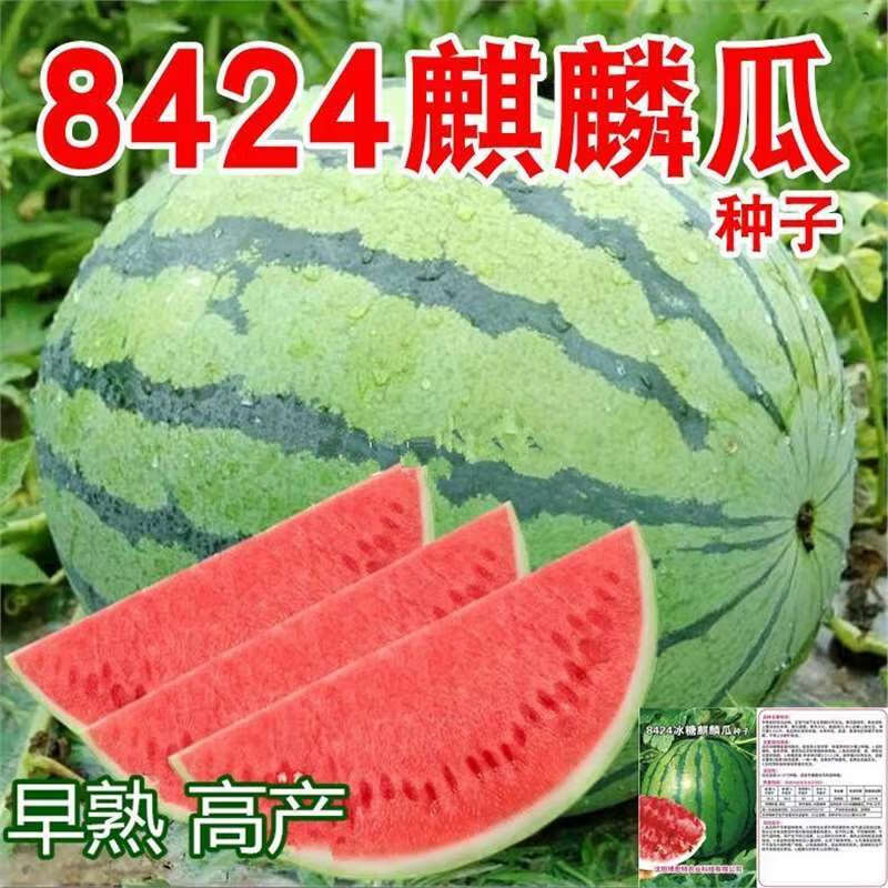 8424麒麟少籽西瓜种子微籽特大高产巨型甜王南方四季蔬菜水果种孑 冰糖麒麟8424西瓜种子【新种】 厂装精选【1包约45粒】