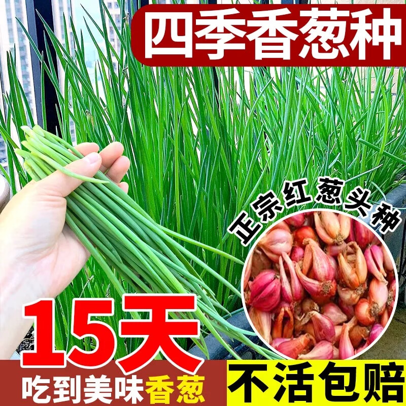 霖畔香蔥種頭紅蔥頭盆栽陽(yáng)臺(tái)室內(nèi)外種植四季蔬菜種籽子孑小蔥火蔥種苗 精選紅蔥頭1斤 包成活 包發(fā)芽