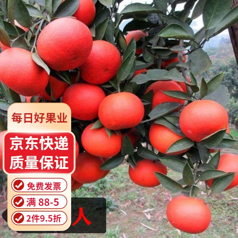 桔子苗 橘子苗 桔子樹苗果樹苗  盆栽地栽南北方適宜種植嫁接苗當(dāng) 紅美人 兩年苗小苗