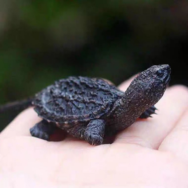 北美小鳄龟苗正宗杂佛宠物龟观赏龟杂佛食肉龟外塘凶猛小乌龟 北美小