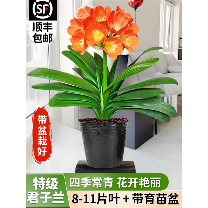 盆栽带花苞发货客厅精品名贵植物四季开花室内鲜花卉好养活的 原土+育苗盆发货特级8-11片 含盆