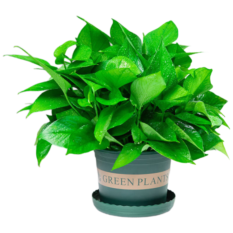 ���ڲ������������������·���ֲ���Ծ������� 110#����4��+0.5������ Դͷֱ�� 29.3Ԫ