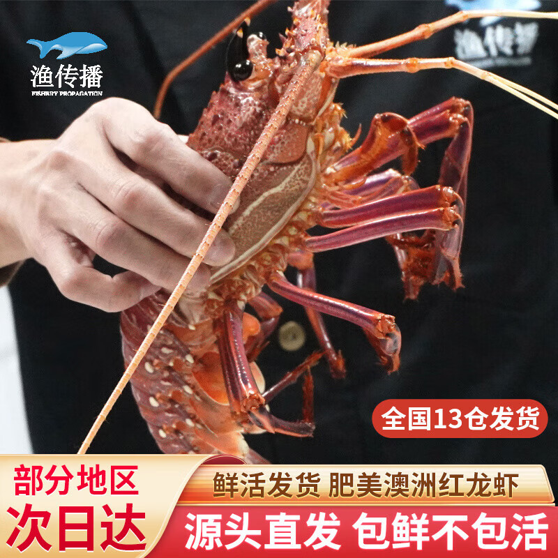 渔传播 鲜活澳洲红龙虾 600-700g/只 海鲜虾类 包鲜不包活 源头直发