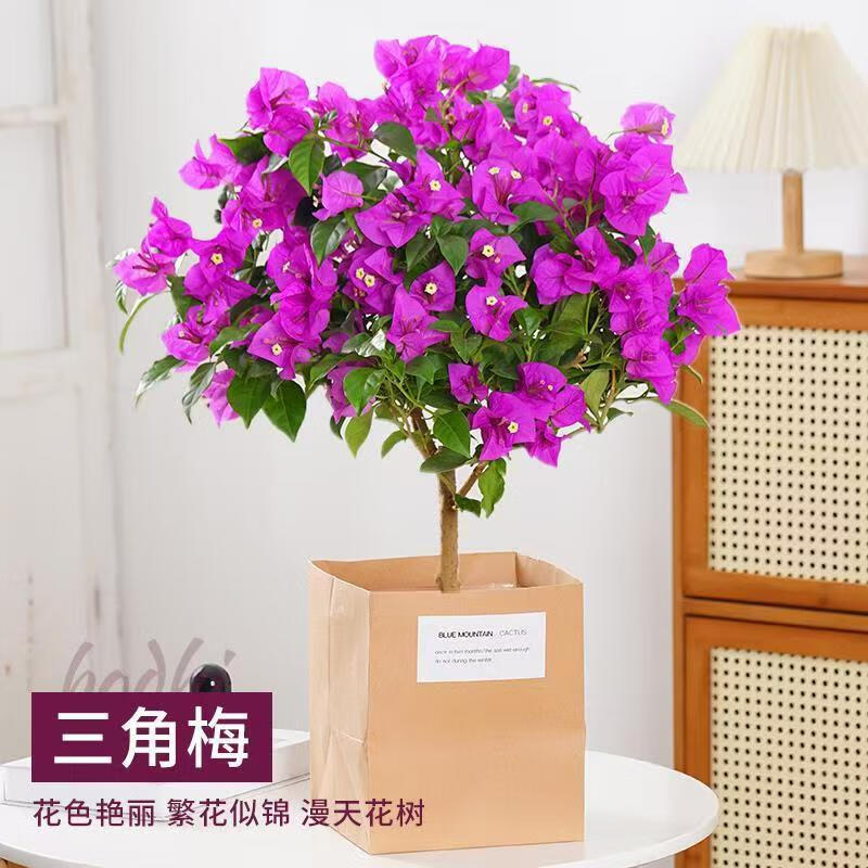 ���ڲ�������������÷���Ի��ܹۻ�ֲ����ɫ����÷�ܳ�Լ2CM�ֲ����� Դͷֱ�� 27.9Ԫ