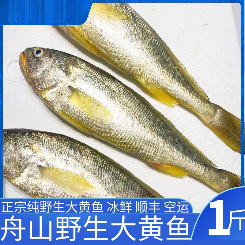 假一賠十舟山純野生大黃魚黃花魚鮮活水產(chǎn)黃瓜魚規(guī)格多選 冰鮮發(fā) 3.5-4斤 1 條純野生