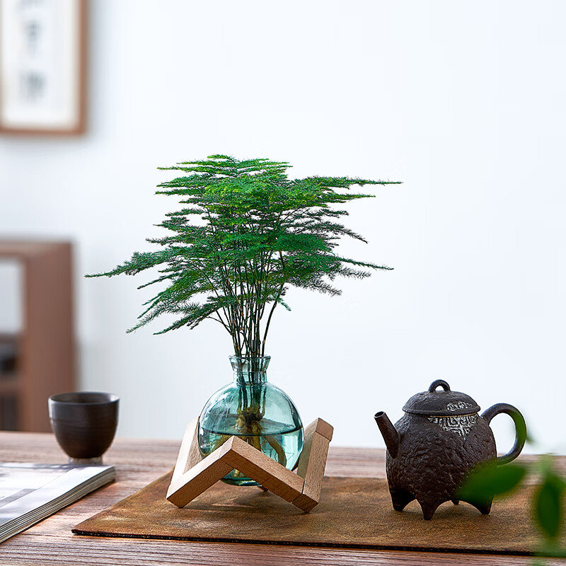 水培植物文竹盆栽室内懒人好养四季常青办公室茶桌办公桌花卉绿植 文竹+圆筒杯+圆塑托