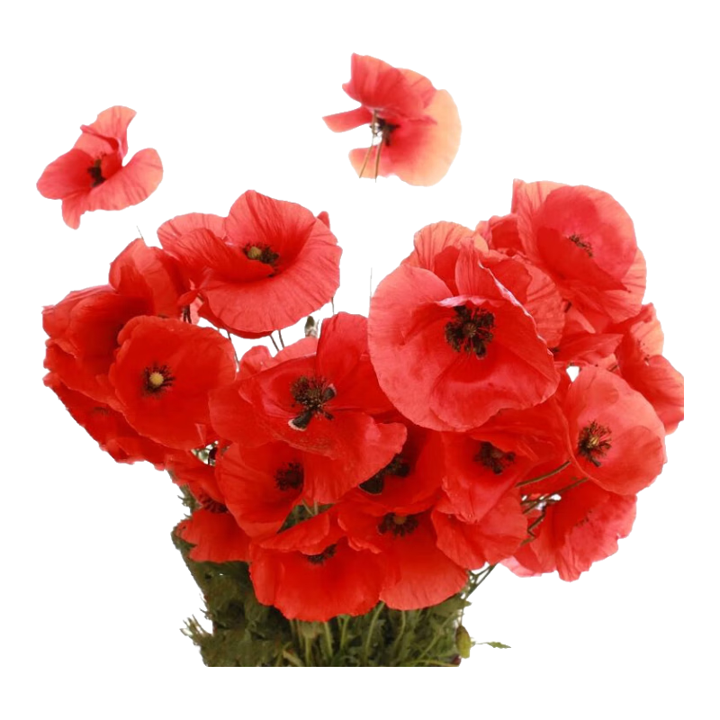 播種心情冰島虞美人花種籽子種子陽(yáng)臺花卉花籽開(kāi)花盆栽室外庭院耐寒多年生 紅色虞美人半斤