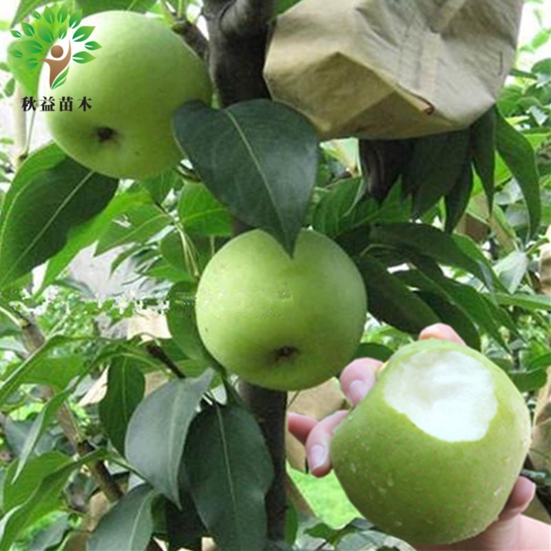 梨树苗南方北方种植梨树庭院农田盆栽地栽果树苗 当年结果 绿宝石梨 2