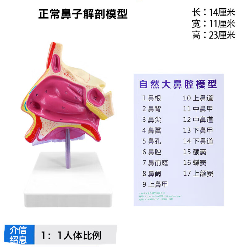 病理鼻咽喉解剖模型正常鼻子医院耳鼻喉科演示学校教学摆件 鼻子解剖
