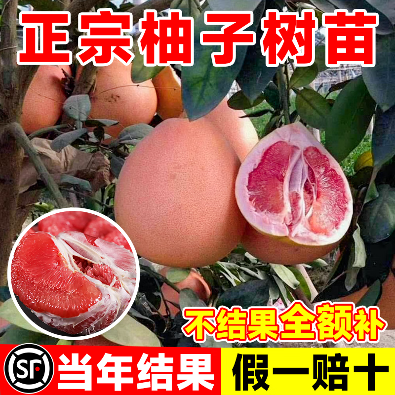 ڲŹɳںּ޽Թļͺ ֡40-60cm13.45Ԫ