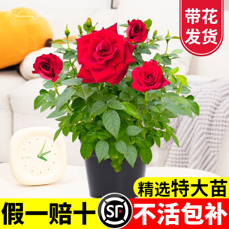 ���� �¼��������֭��̨���������ں��֭��̨��ͷõ�廨������� ����˿�ޡ�����-180#�� 26.36Ԫ