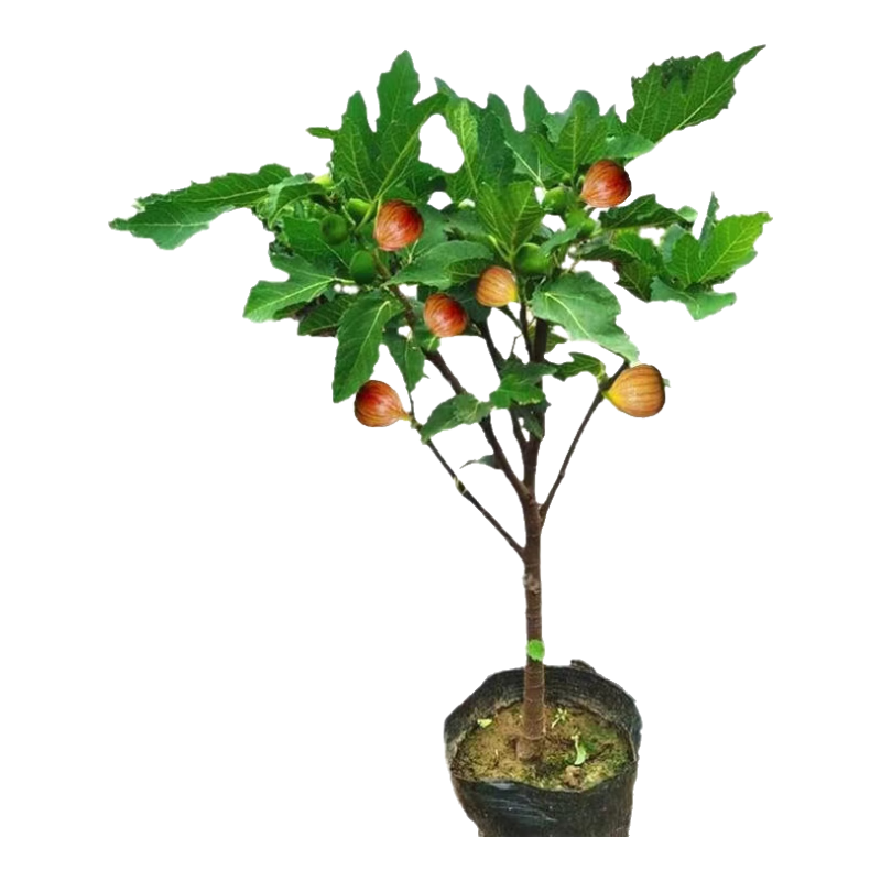 春花妙意無花果樹苗嫁接果樹苗庭院陽臺(tái)盆栽地栽水果樹苗木南北方 苗2CM粗