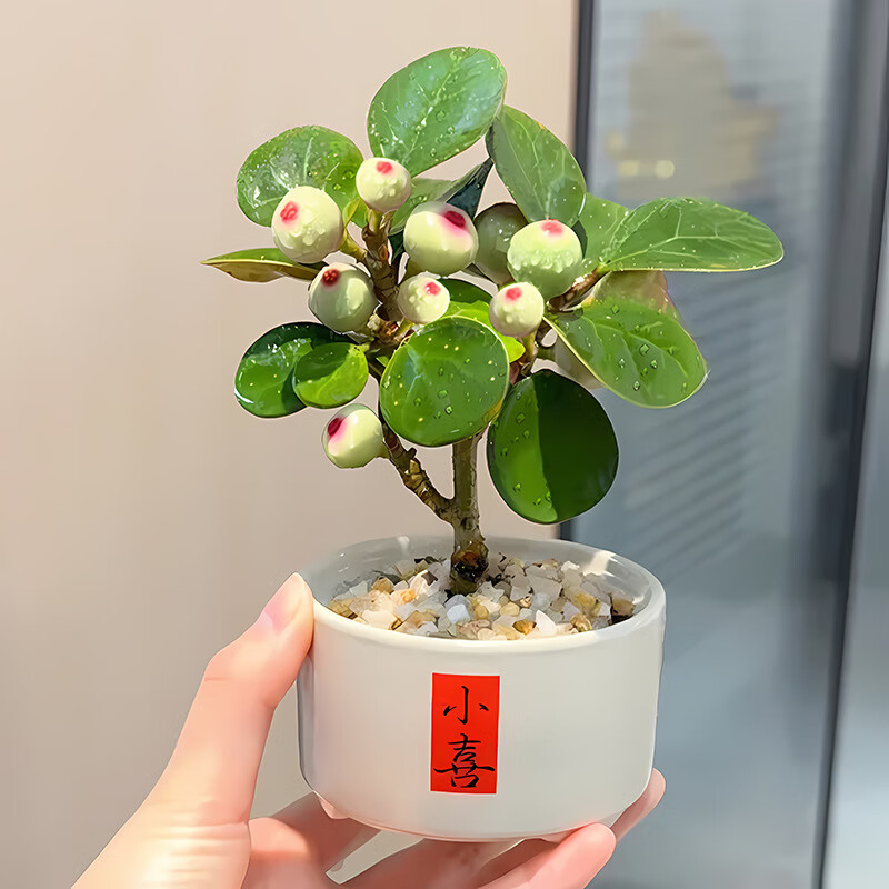 С��������ֲ�辰�������������մɻ�����ʽ��������ڼ����� С������++D264Сϲ �����Ժ�