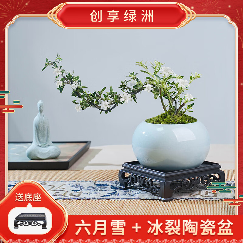 �����������½������ѩ���⾫�´��մ���С�辰ֲ��칫������ֲ�����辰 ����ѩ+�����մ���+������+̦޺�������󿪻���