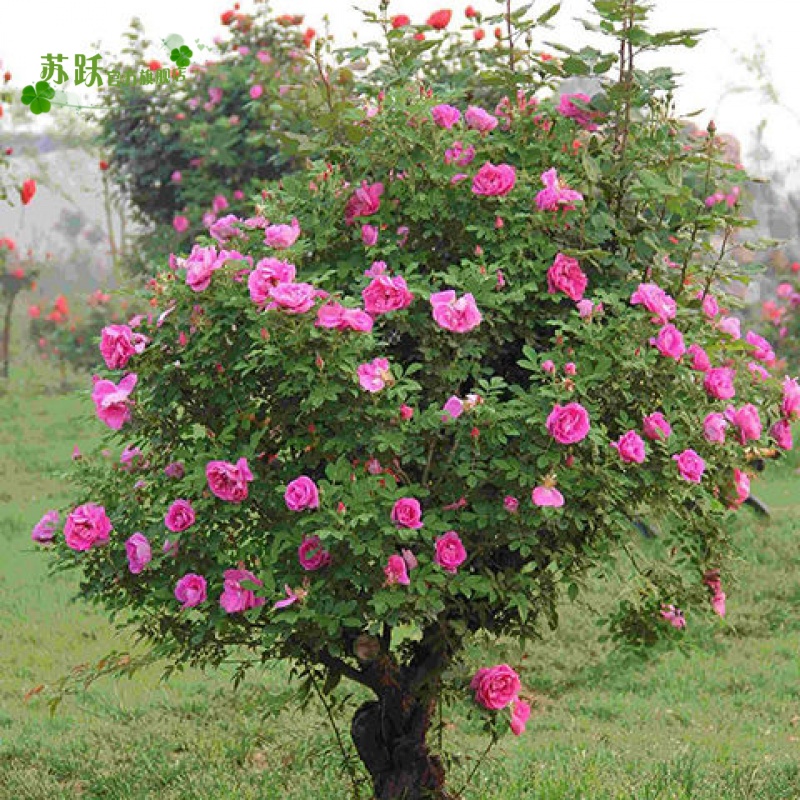 苏跃 树状月季 嫁接多色棒棒糖树桩月季 大花浓香四季开花庭院月季树