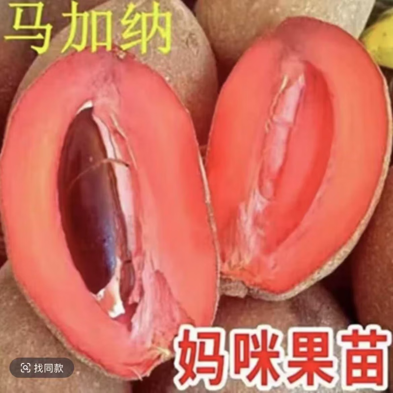 果树/果蔬苗/果蔬盆栽马加纳大果妈咪果南北方种植盆栽 81cm(含)-110cm(含) 妈咪果：7年苗【】结果爆满