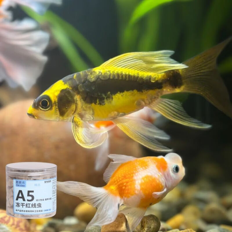 柏馋金鱼饲料红线虫冻干鱼食孔雀鱼燕鱼灯科鱼粮红丝虫粘贴水蚯蚓龟粮