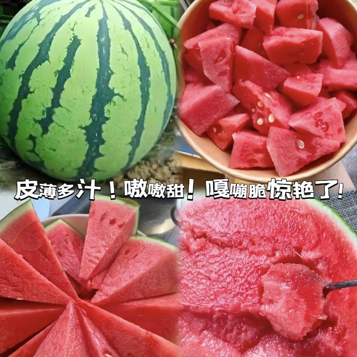 新早佳8424杂交西瓜种子早熟抗病高产大果麒麟瓜桃红瓤西瓜大田孑 新