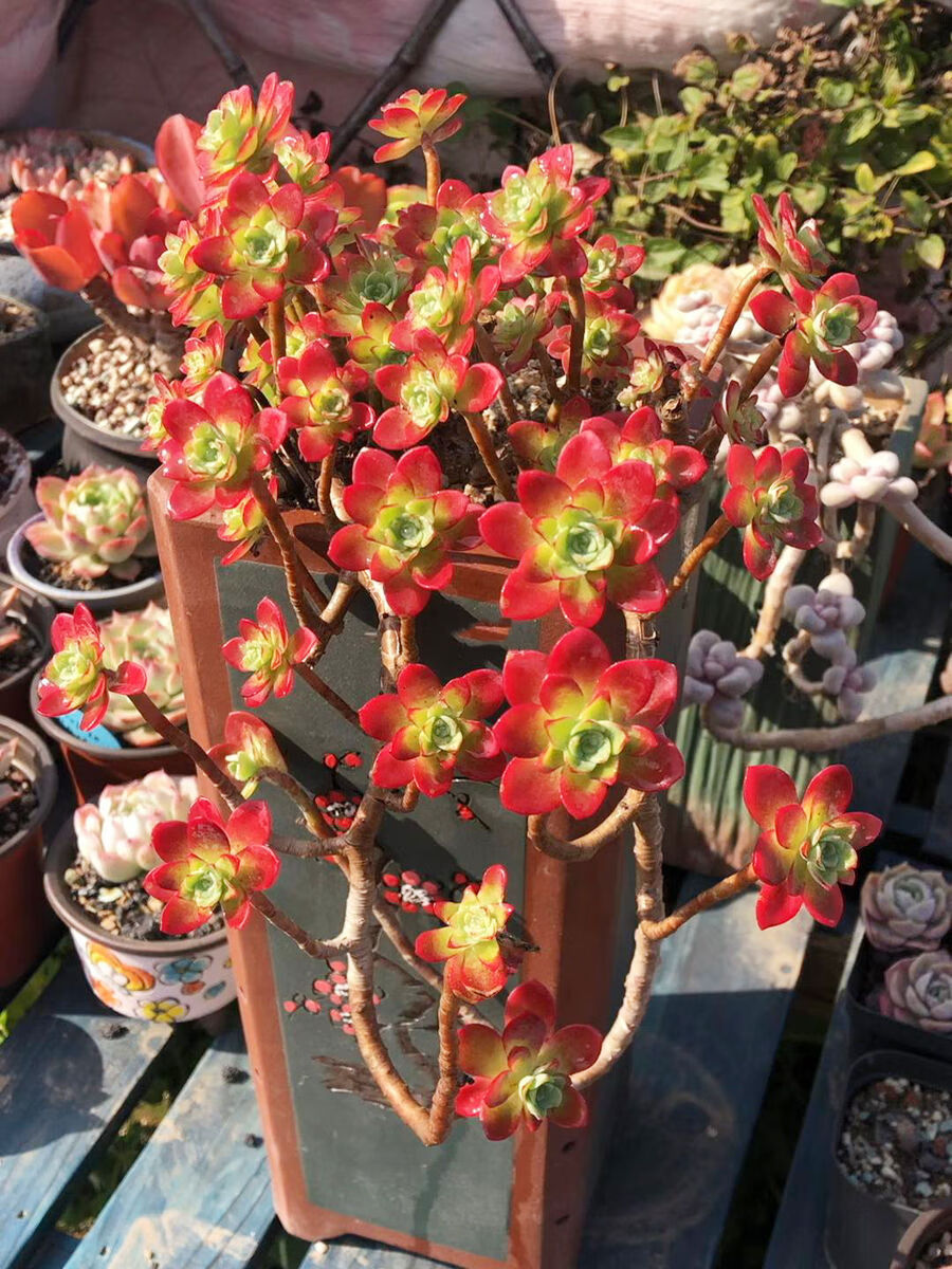 大型悬崖桩多肉植物红梅老桩稀有趣味办公室内花卉盆栽阳台 大老桩