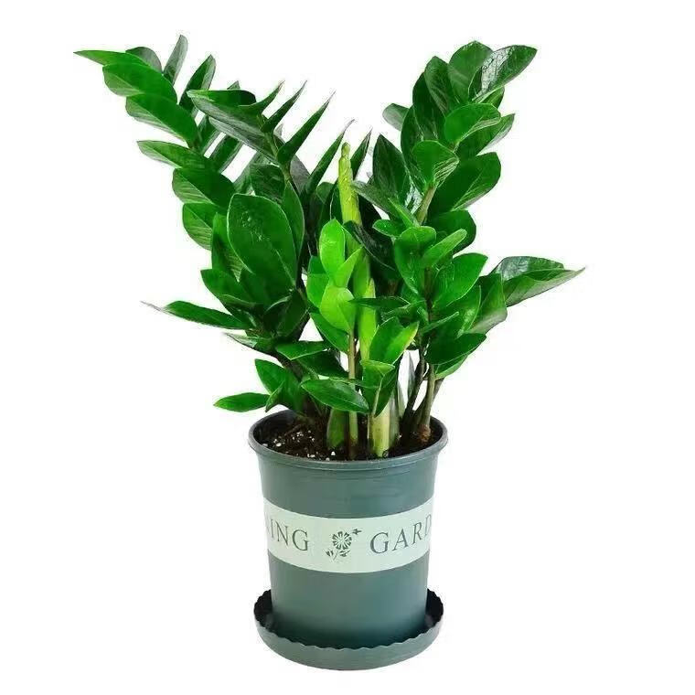 ��Ǯ������ֲ�������в�Ǯ�����ļ�����칫�ҿ�����Ҷ��ֲ С���Ǯ��+������*2