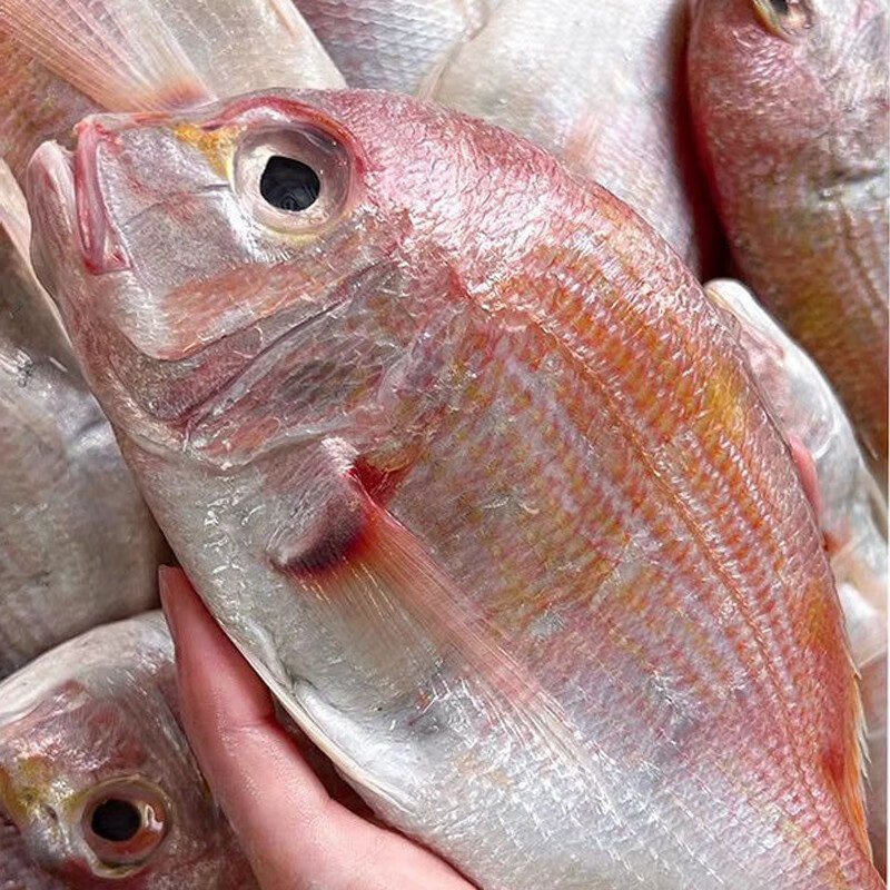 碟岛鲍哥海鲜深海捕捞红立鱼鲜活速冻赤棕鱼冷冻红加吉鱼海鱼红伴鱼红