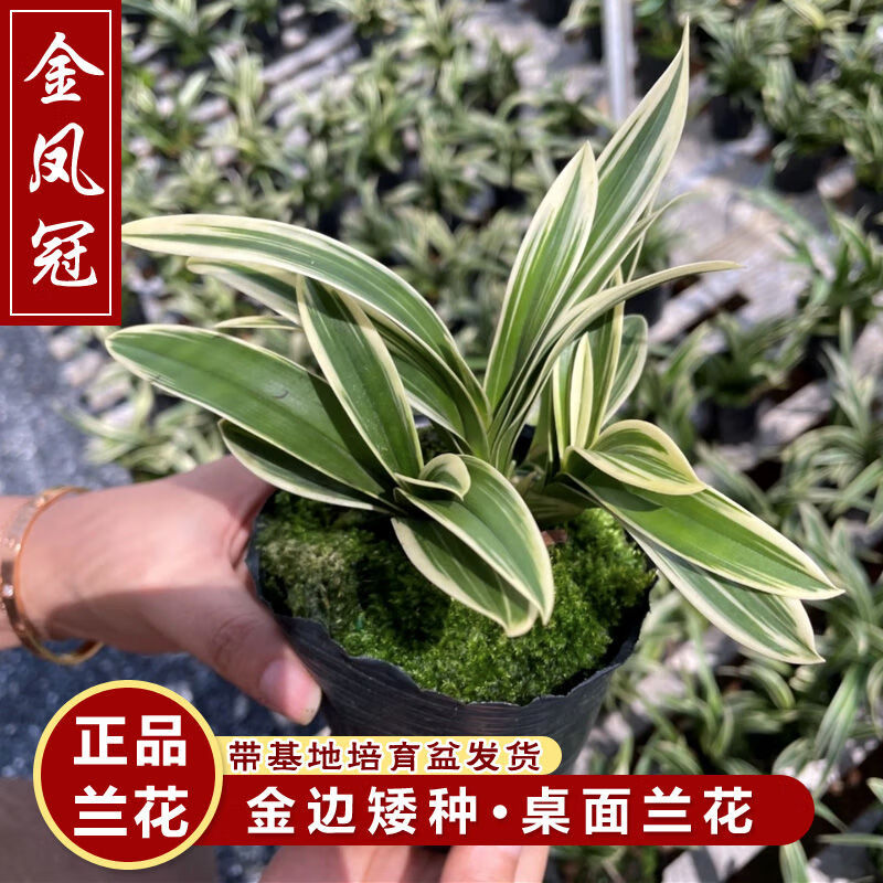 建兰盆栽浓香四季金边面夏秋兰花金苗花苞花卉带兰矮种凤冠 金凤冠4-5苗【基地培育盆种好发