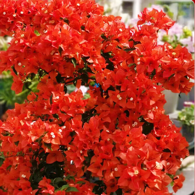 Ҽֲ����÷���Դ����ĺ�ӣ��׮������ֲ��������ͥԺ��̨�ͺ��ļ����� ����ɣ�ʹ��硿45-50cm���� ����