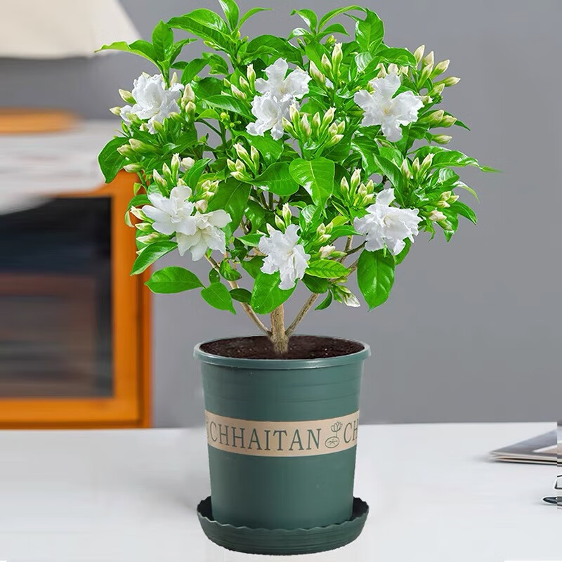 丁香花盆栽帶花陽臺室內(nèi)四季開花濃香不斷凈化空氣狗牙花好養(yǎng)花卉 丁香花大號帶花【加侖盆】 不含盆