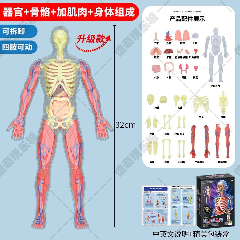 醫(yī)學(xué)人體骨骼器官解剖模型兒童拼裝認(rèn)知肌肉青少年仿真醫(yī)學(xué)教 [新款升級(jí)四肢可活動(dòng)] [骨骼透明款]32cm可拆卸人體結(jié)構(gòu)模型玩具