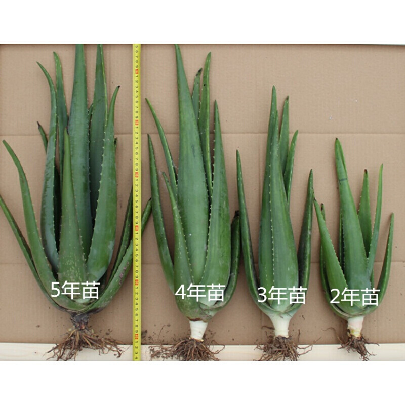 庫(kù)拉索補(bǔ)水祛痘盆栽綠植新鮮苗植物辦公室 室內(nèi)大型食用 蘆薈庫(kù)拉索2年苗 含盆