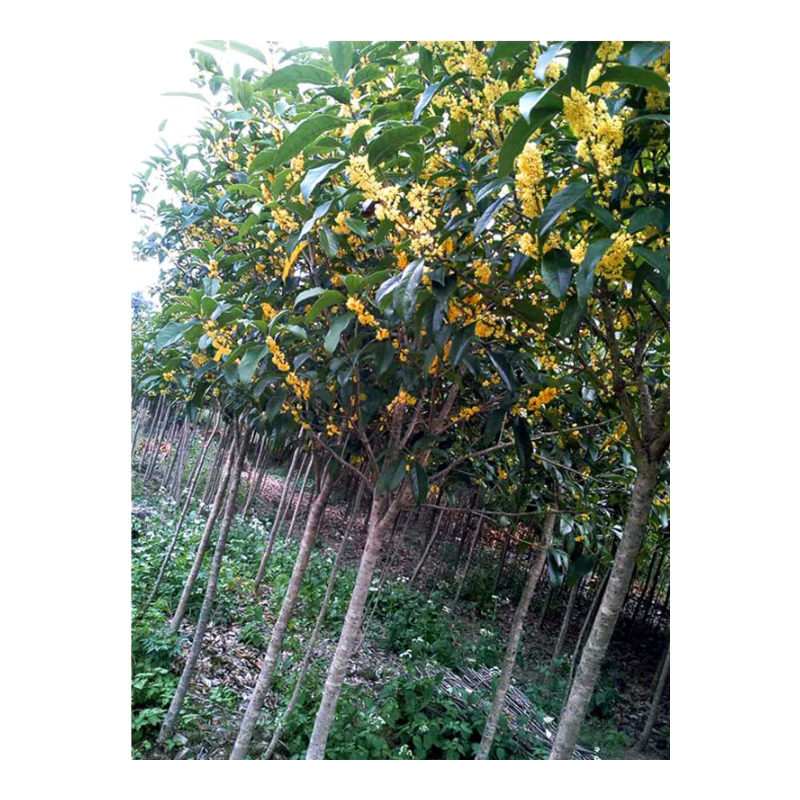 ��֮���������������������ļ�����Ũ����ͥԺ�ͺ�������������� ����״Ԫ������ ֱ����2���״֡�������