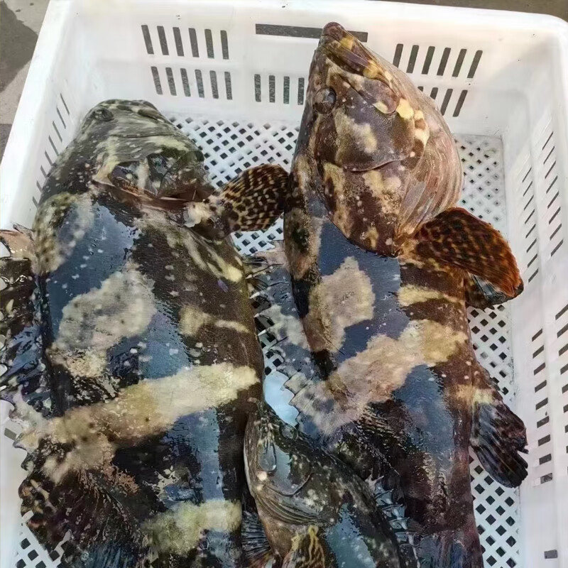 潮海堂海捕石斑鱼冷冻龙胆珍珠斑鱼斑鱼海鲜新鲜速冻可烤鱼生鲜鱼类海鲜 500g-600g/条（净重） 石斑鱼