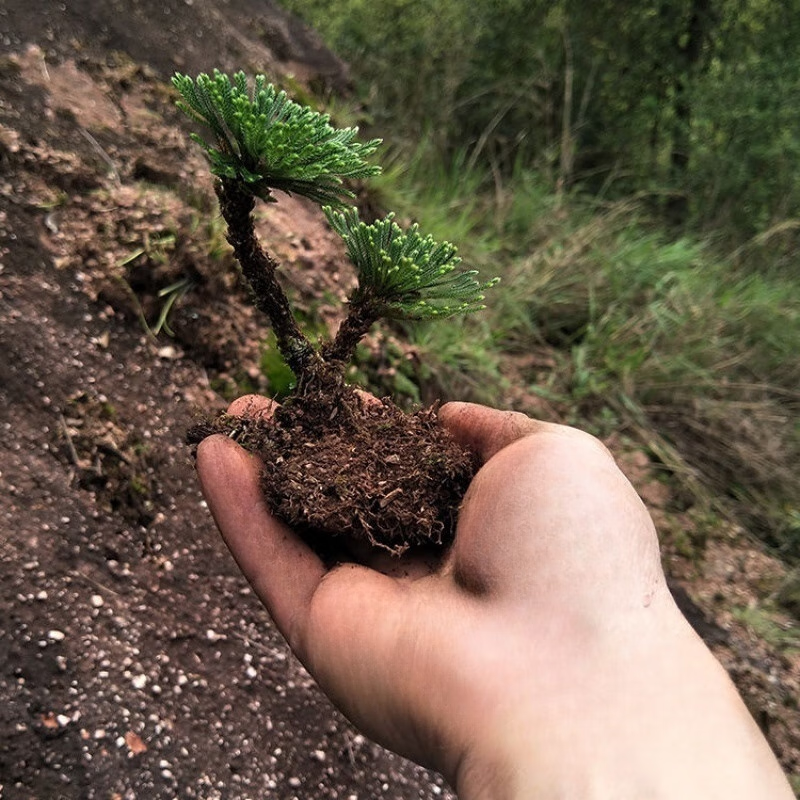 山头林村野生卷柏盆栽九死还魂草小盆栽植物迷你绿叶植物四季常青 精品2头型1株 下单