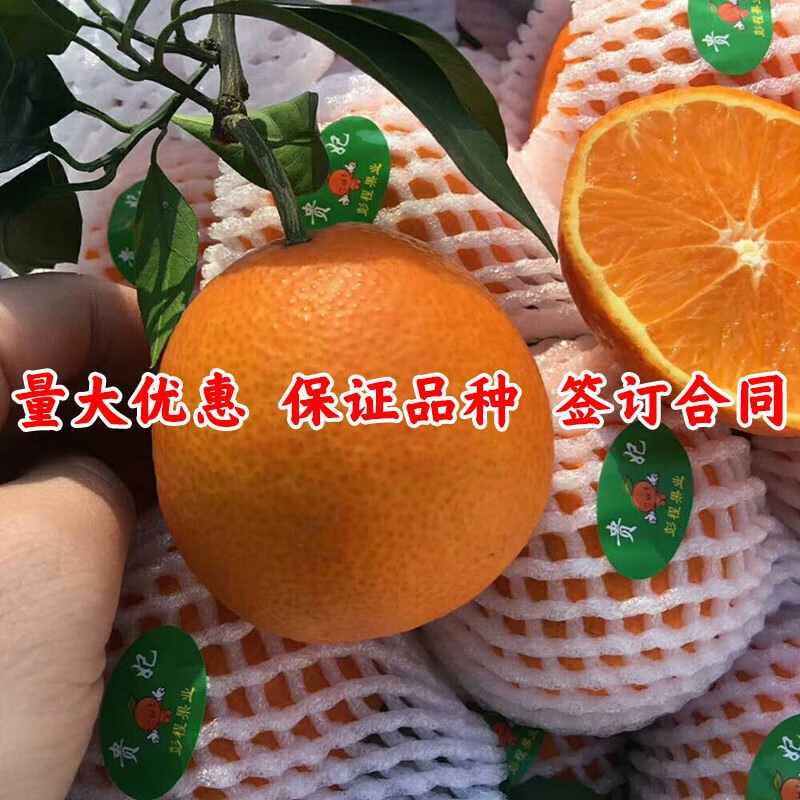 新品种早熟爱媛38号果冻橙子树苗嫁接苗红美人杂柑橘子树柑橘树苗 2年