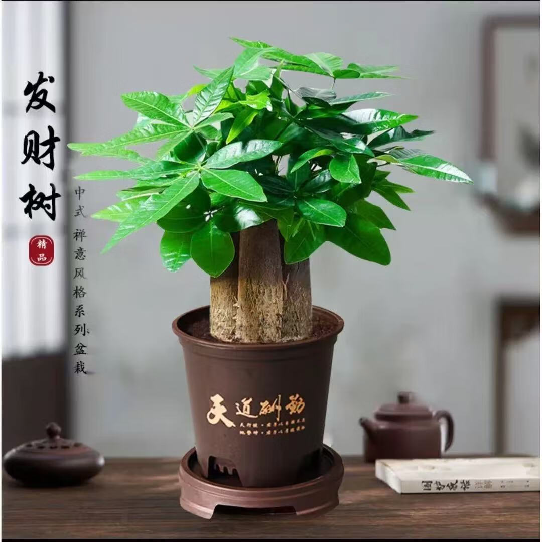 ������С��������ֲ��ˮ�������ڼ��¿����ֲ�辰�����׻� ���˷�����+������������� ����