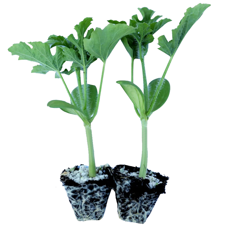 ���ڲ�������������������8424��������޽��ش������������������Ϸ����� 8424������3�ô�������    20.79Ԫ��3��(��6.93Ԫ/��)