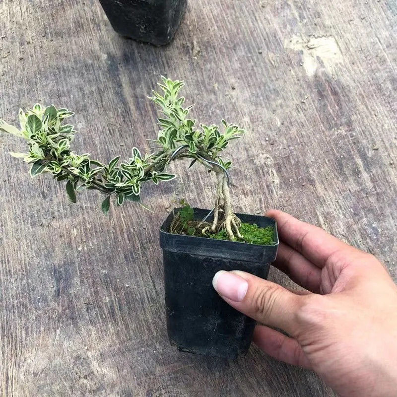 拾爱六月雪盆景小盆栽白花重瓣微型造型实物禅意老桩四季常青桌面盆景