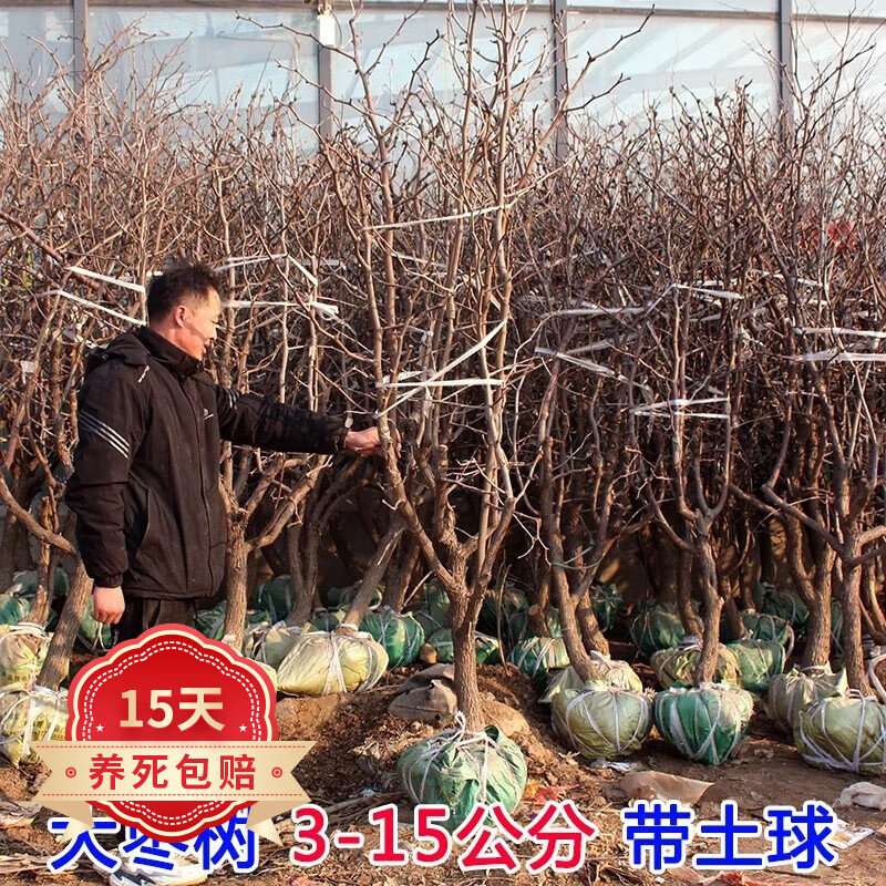 歐悟特大棗樹樹苗沾化冬棗子樹苗庭院陽臺盆栽地栽果樹苗南方北方種植 10公分粗【品種備注】帶土球 120cm(含)-150cm(含)