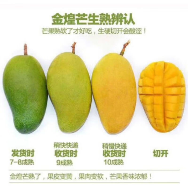 金煌芒外观展示