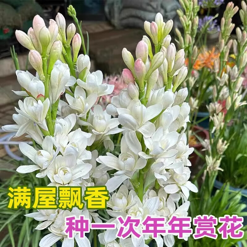 多头重瓣晚香玉种球开花香夜来香庭院室内外阳台盆栽球根花卉植物 粉色【小球6-10芽】+专用肥 5-15cm