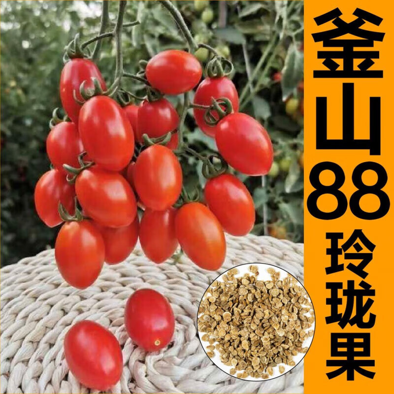 寿光正宗釜山88玲珑果苗秧小番茄种子圣女果苗西红柿四季盆栽阳台
