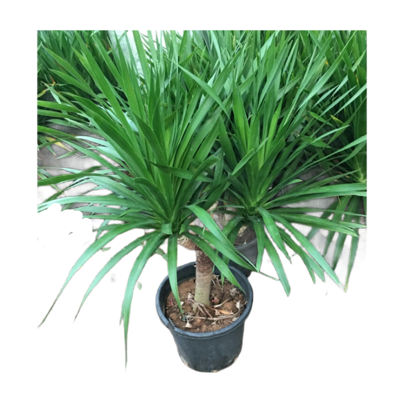 春花妙意大型綠植多頭龍血樹龍鐵樹室內客廳盆栽花卉植物辦公室盆景常青 多頭龍須60-70厘米高4-6頭 不含盆