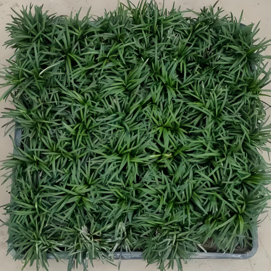 上客來(lái)姬巖垂草金莎曼過(guò)路黃佛甲草耐寒耐熱地被植物開(kāi)花草坪花鏡地被植 矮麥冬草 （6盤(pán)）一個(gè)平方