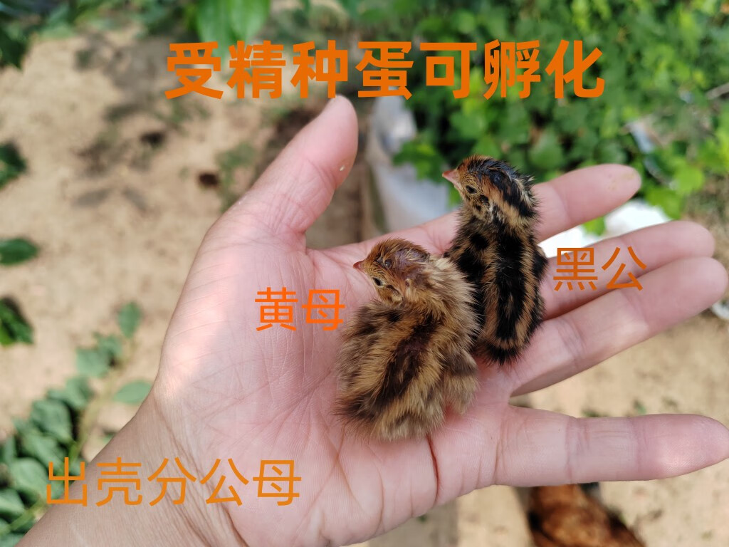 出壳分公母鹌鹑种蛋可孵化鹌鹑青年产蛋鹌鹑种蛋受精种蛋 鹌鹑种蛋15