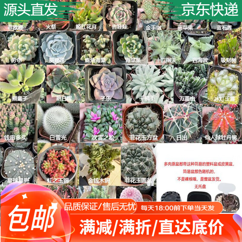 【8折】萌肉居原盆多肉10盆不一样多肉植物桌面盆栽绿植DIY花卉盆栽源头直发 ---- 普遍有货 | 下1件最优 - 线报酷