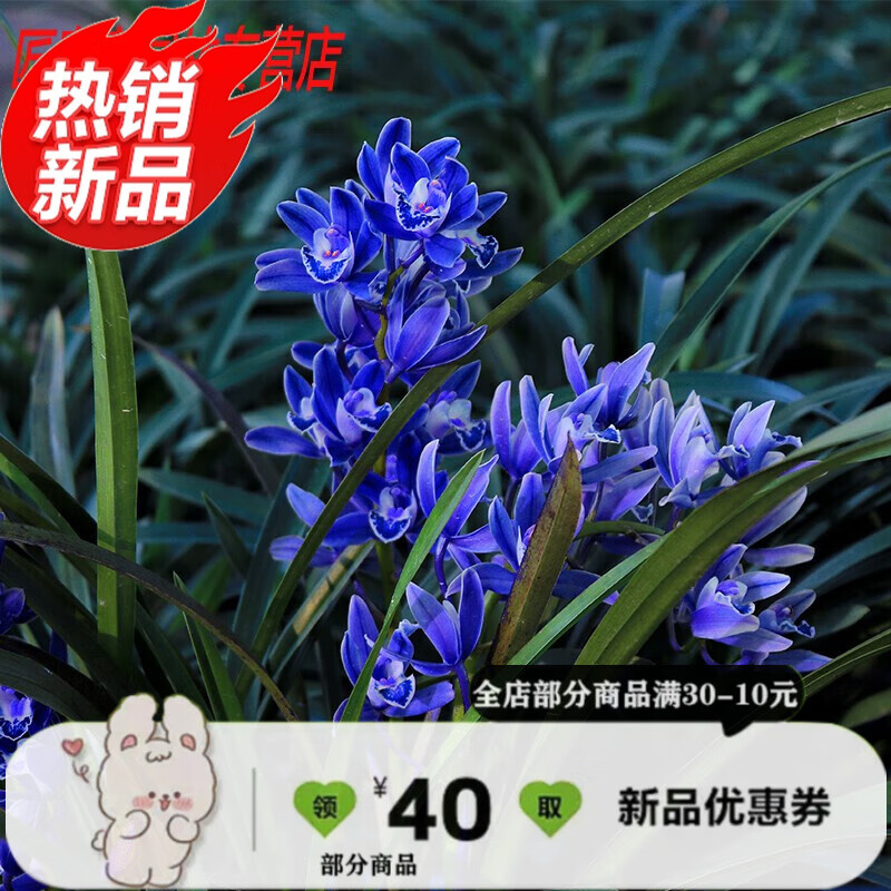 世界上香的兰花 蓝宝石 建兰墨兰大花蕙兰名贵室内盆栽好养浓香 亏本