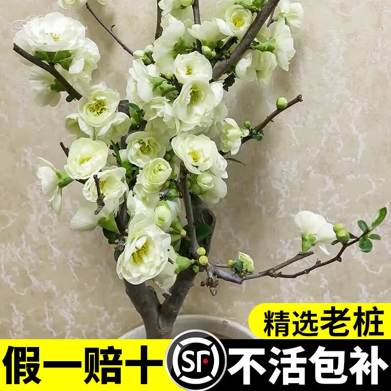 临雅垂丝海棠花树苗盆栽四季开花植物室内花卉阳台客厅绿植绿宝石大叶 5年老桩【绿宝石海棠花】+肥料