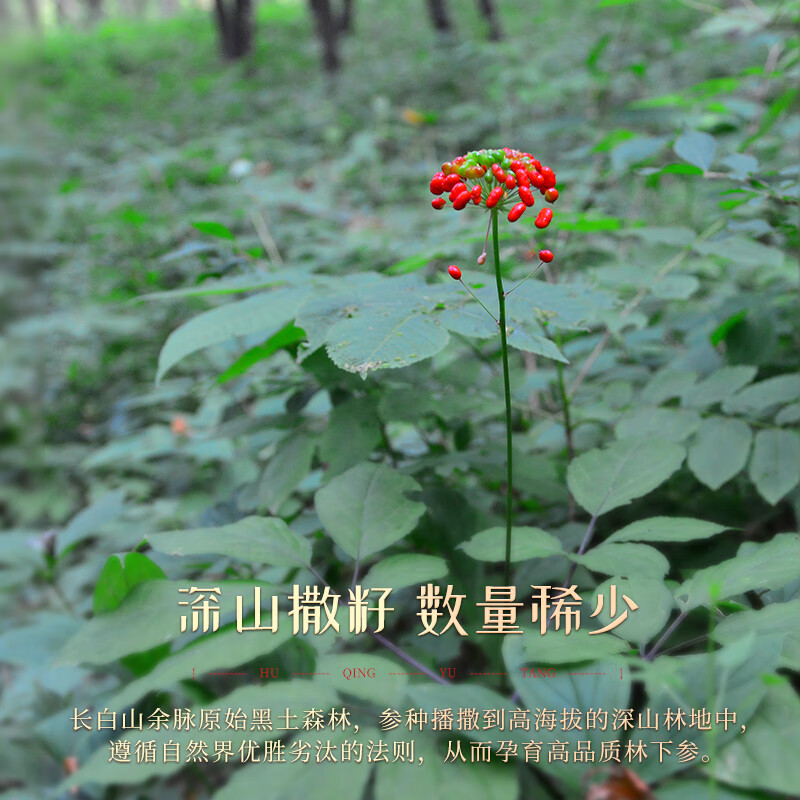 胡庆余堂林下参30g长白山道地选材人参整支泡水煲汤泡酒节日礼物营养品 林下参 30g*1盒