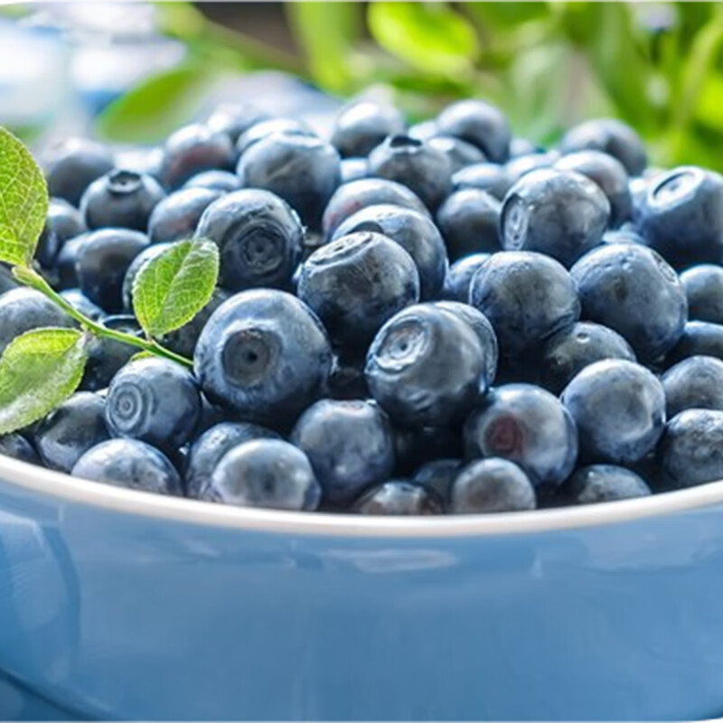 智宙云南花香蓝莓【多地次日达】国产水果新中梅生鲜果送礼品物盒 尝鲜中小果 4盒（100-125g/盒）丨单果12-15mm+